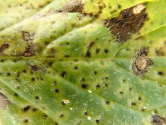 Puccinia menthae