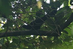 Eudynamys orientalis