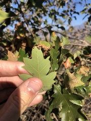 Quercus kelloggii