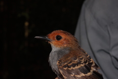 Willisornis poecilinotus