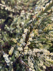 Struthiola striata