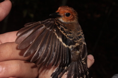 Willisornis poecilinotus