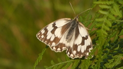 Melanargia lachesis