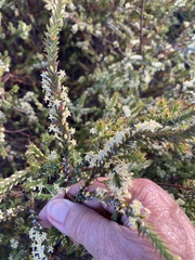 Struthiola striata