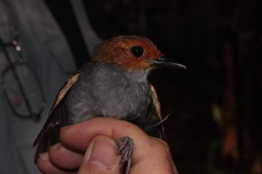 Willisornis poecilinotus