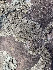 Rhizoplaca opiniconensis