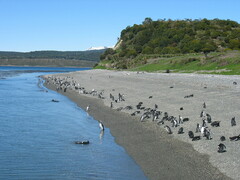 Spheniscus magellanicus