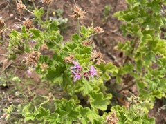 Pelargonium vitifolium