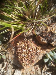 Microhodotermes viator