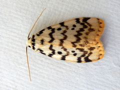 Hectobrocha pentacyma