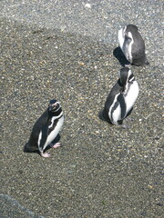 Spheniscus magellanicus