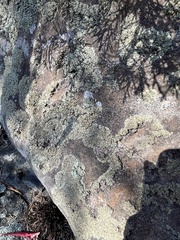 Rhizoplaca opiniconensis