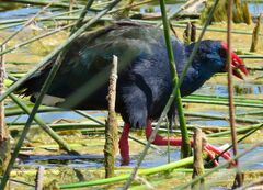 Porphyrio madagascariensis