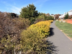 Amsonia hubrichtii