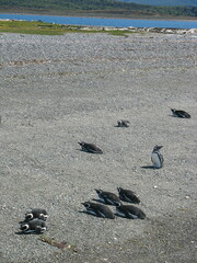 Spheniscus magellanicus