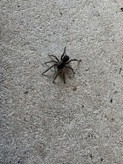 Tigrosa helluo