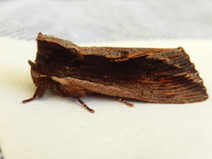Hylaeora capucina