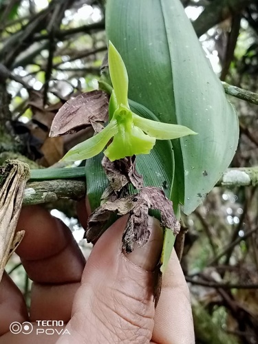 Epidendrum hexagonum Hágsater & Dodson