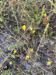 Aspalathus retroflexa