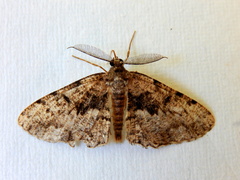 Hypomecis externaria