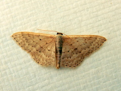 Idaea philocosma