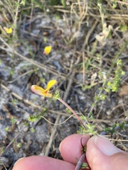 Aspalathus retroflexa