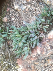 Curio crassulifolius