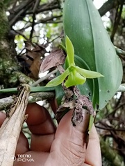 Epidendroideae