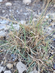 Bouteloua trifida