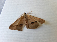 Isturgia penthearia
