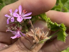 Pelargonium vitifolium