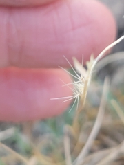 Bouteloua trifida