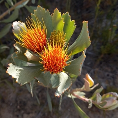 Leucospermum mundii