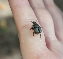 Onthophagini