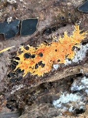 Hydnophlebia