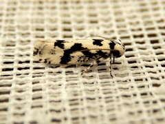 Lichenaula calligrapha