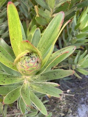 Leucadendron laureolum