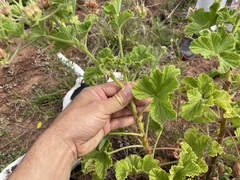 Pelargonium vitifolium