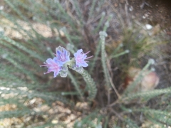 Lobostemon echioides