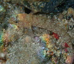 Gobius incognitus