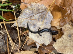 Plethodon richmondi