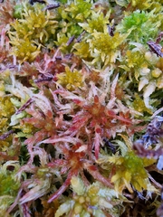 Sphagnum subnitens