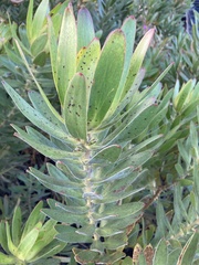 Leucadendron laureolum