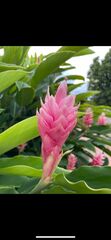 Alpinia purpurata