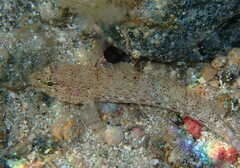 Gobius incognitus