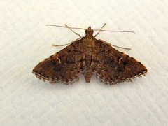 Metasia capnochroa