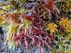 Sphagnum subnitens