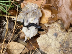Plethodon richmondi