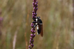 Mallophora bomboides