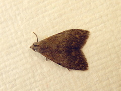 Nola pleurosema